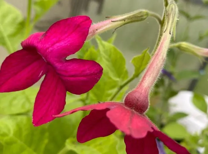 Peipsi Talu Majake *